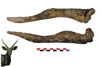 Tragelaphus torticornis